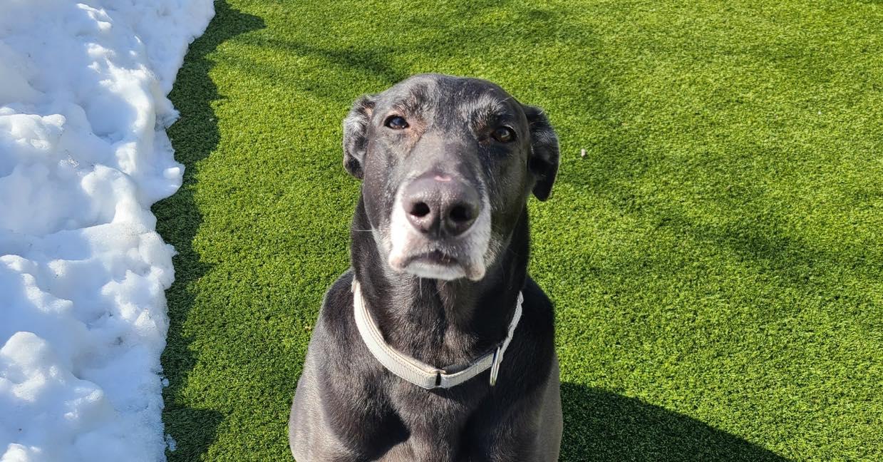 Enlarge Midnight, a ADOPTABLE Black Labrador Retriever in Bloomfield, NJ image 3/5