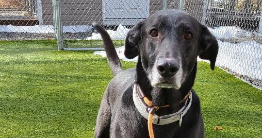 Midnight, ADOPTABLE, Senior Male Black Labrador Retriever.