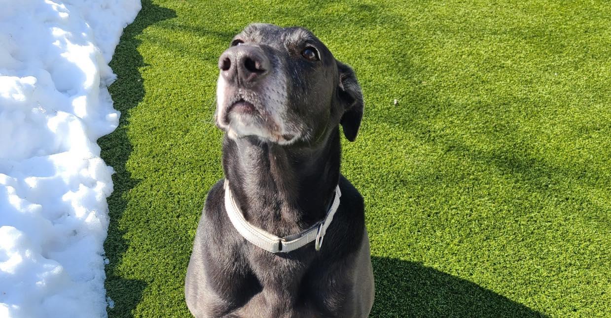 Enlarge Midnight, a ADOPTABLE Black Labrador Retriever in Bloomfield, NJ image 4/5