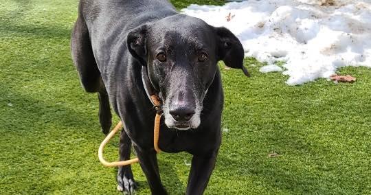 Enlarge Midnight, a ADOPTABLE Black Labrador Retriever in Bloomfield, NJ image 2/5