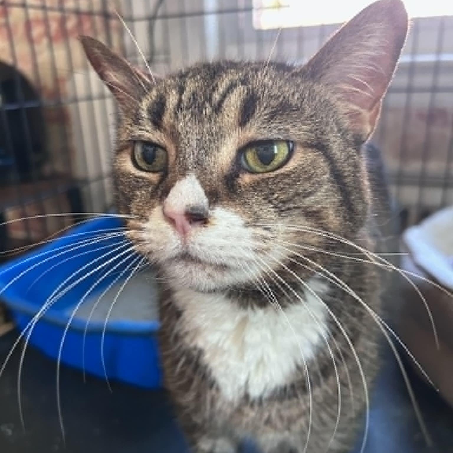 Sasha (Lap cat senior), ADOPTABLE, Senior Female Tabby.
