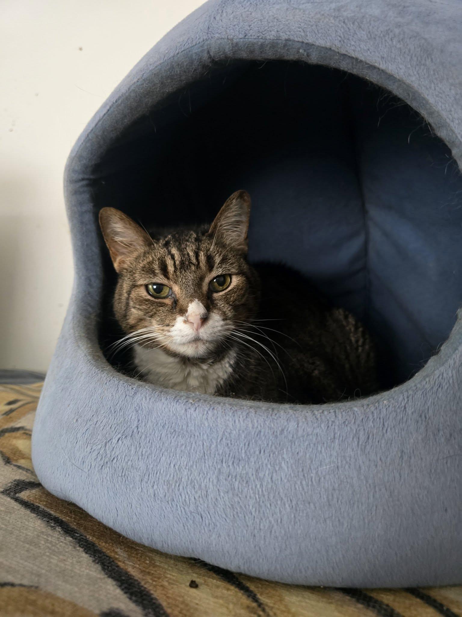 Enlarge Sasha (Lap cat senior), a ADOPTABLE Tabby in Huntington, NY image 2/2