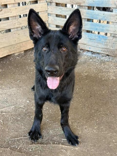 Carson, ADOPTABLE, Young Male German Shepherd Dog.