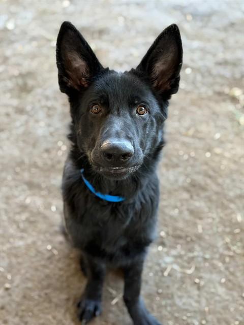Enlarge Carson, a ADOPTABLE German Shepherd Dog in Duxbury, MA image 2/3