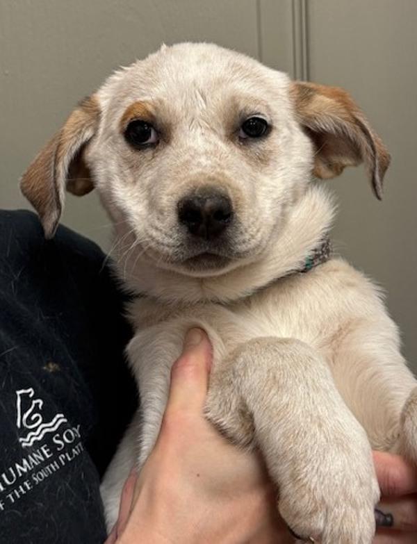 Enlarge Bacon, a Adoptable mixed breed in Littleton, CO image 1/1