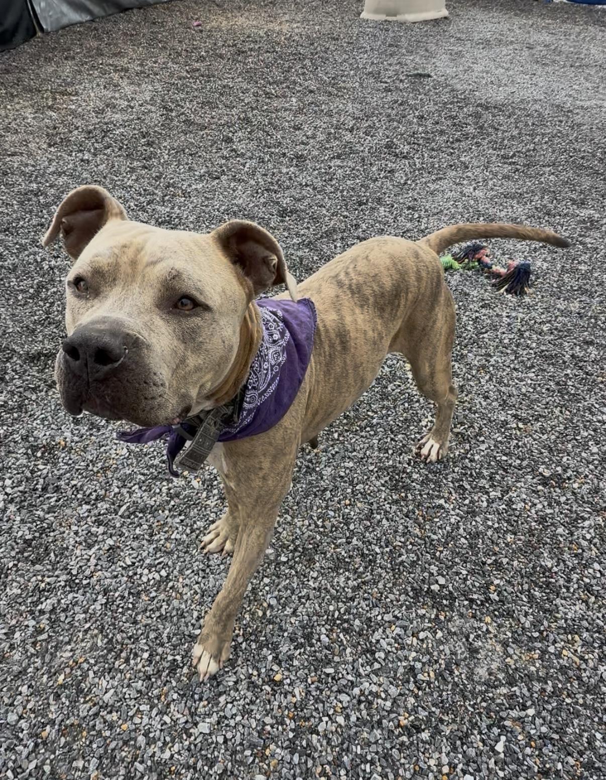 Georgia, Adoptable, Adult Female Pit Bull Terrier.