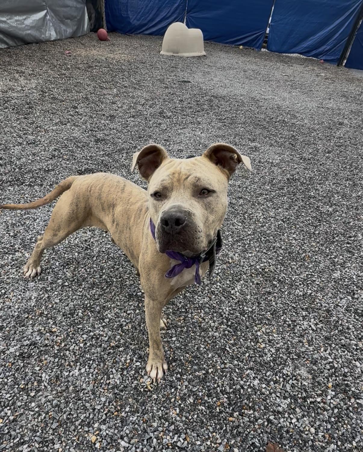 Georgia, an adopted Pit Bull Terrier in Marion, NC image 2/4