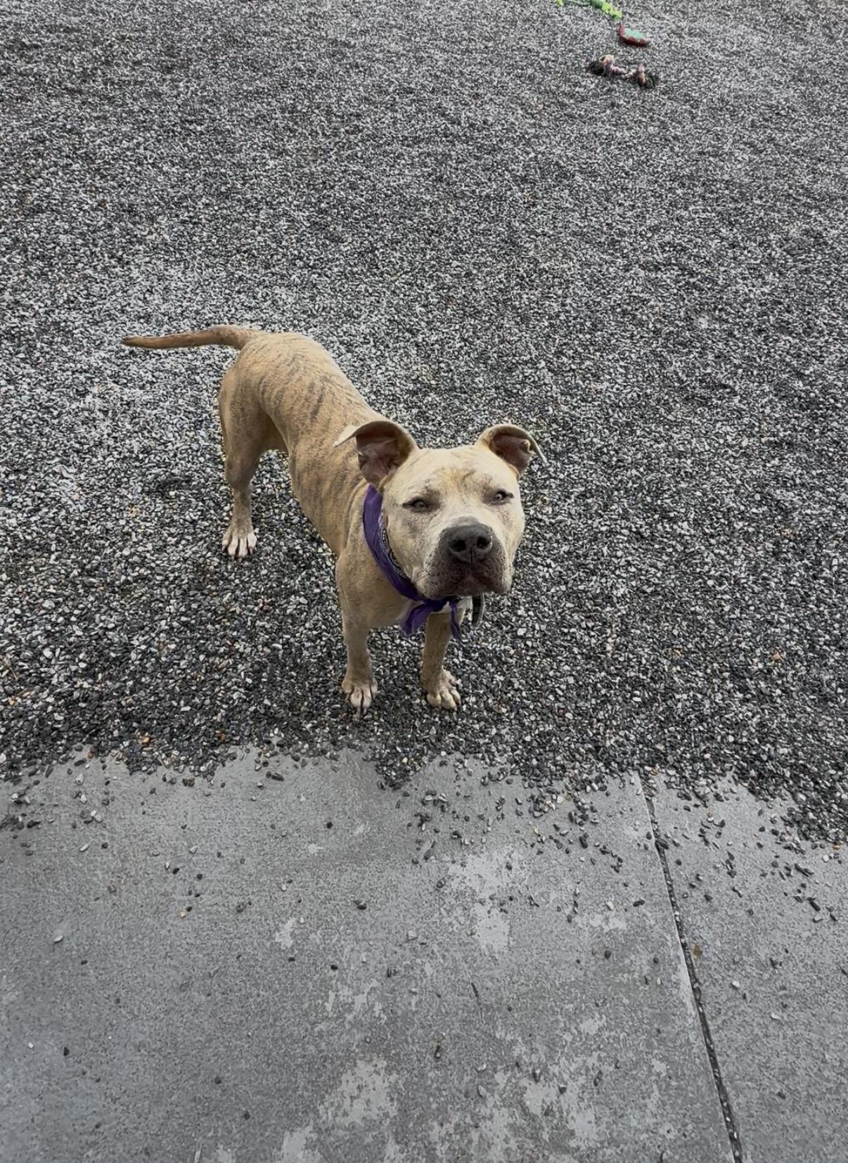 Georgia, an adopted Pit Bull Terrier in Marion, NC image 3/4