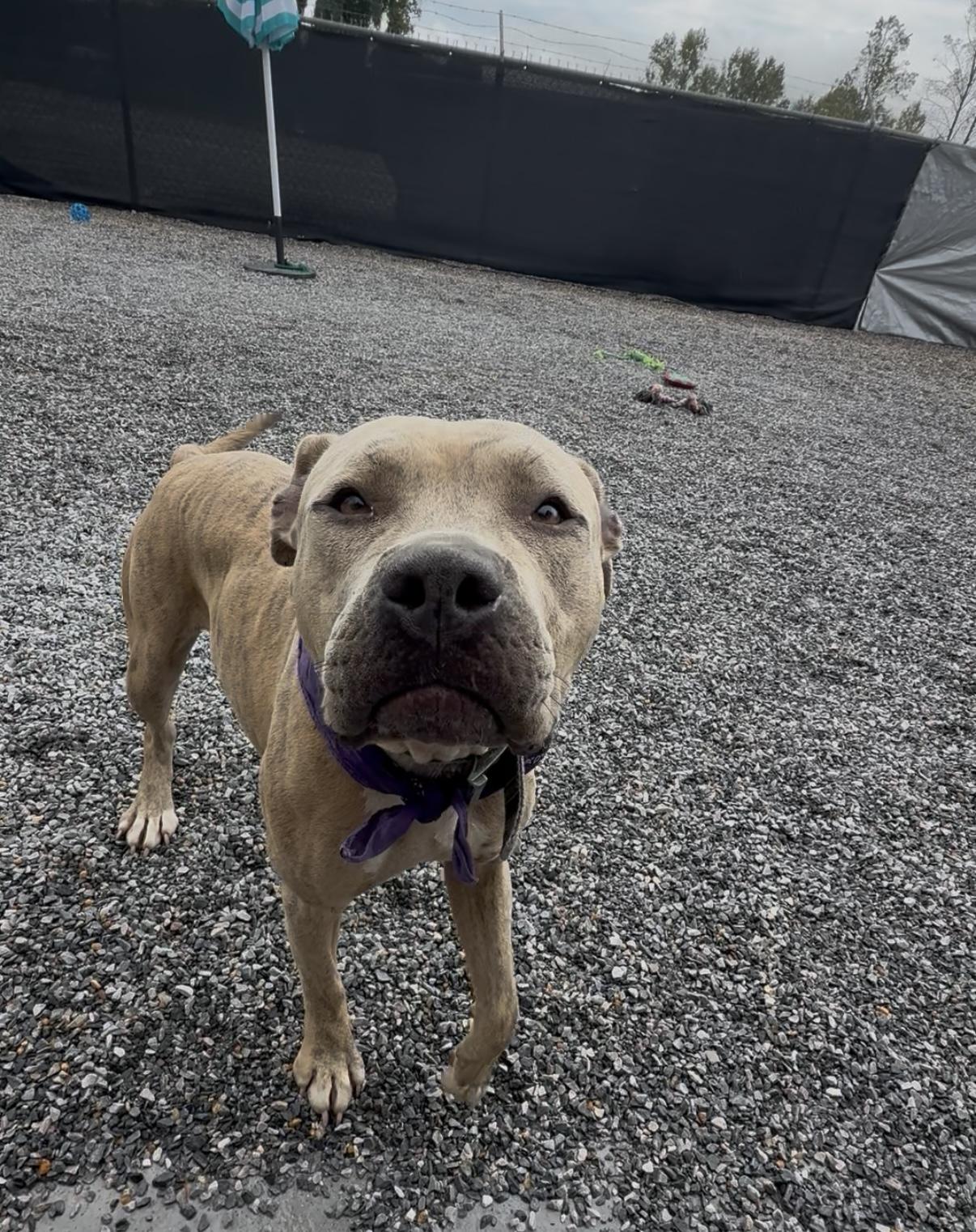 Georgia, an adopted Pit Bull Terrier in Marion, NC image 4/4