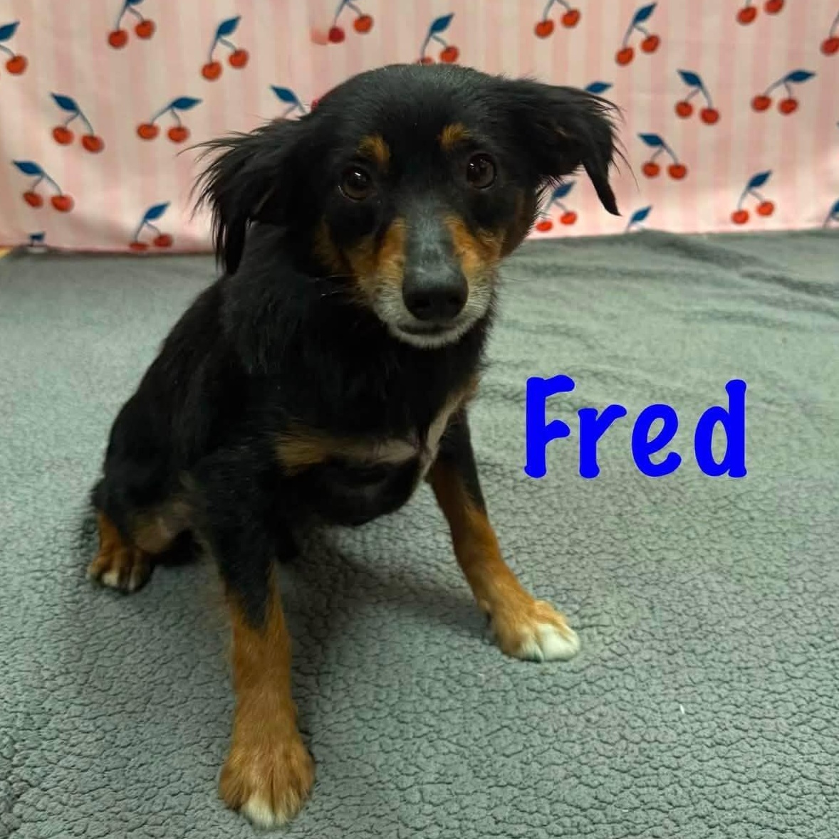 Fred, adopted, Adult Male Spaniel.