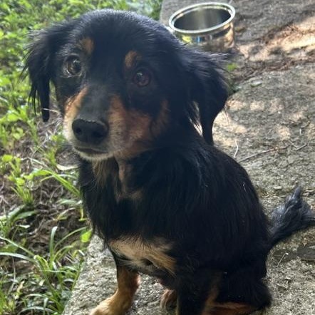 Fred, an adopted mixed breed in Albany, NY image 2/4