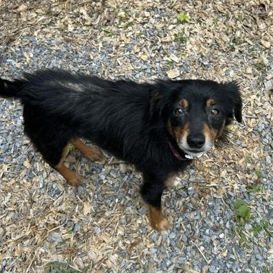 Fred, an adopted mixed breed in Albany, NY image 4/4