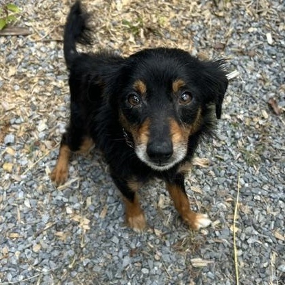 Fred, an adopted mixed breed in Albany, NY image 3/4