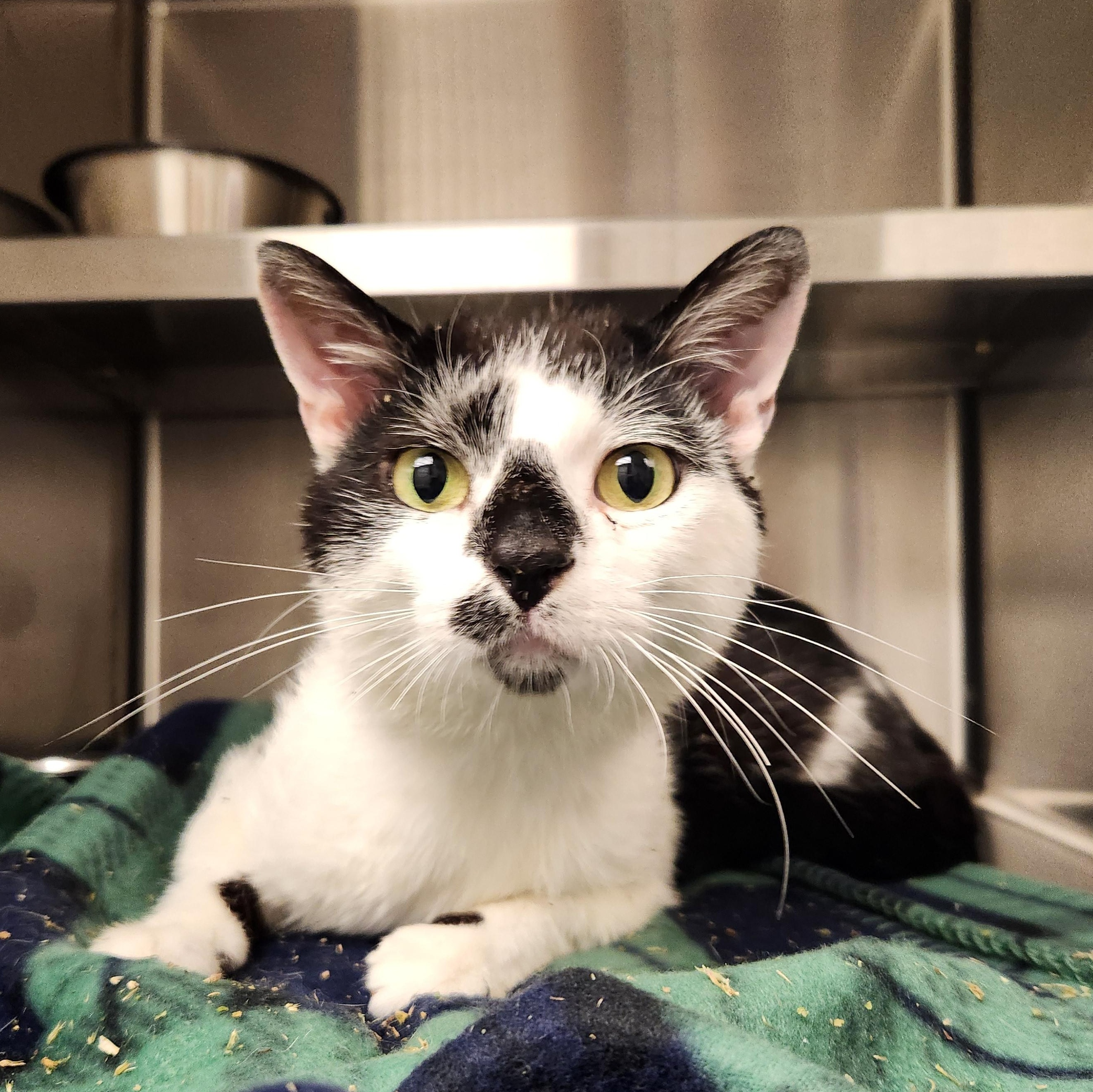 Dragon Fruit, Adoptable, Adult Male Domestic Short Hair.
