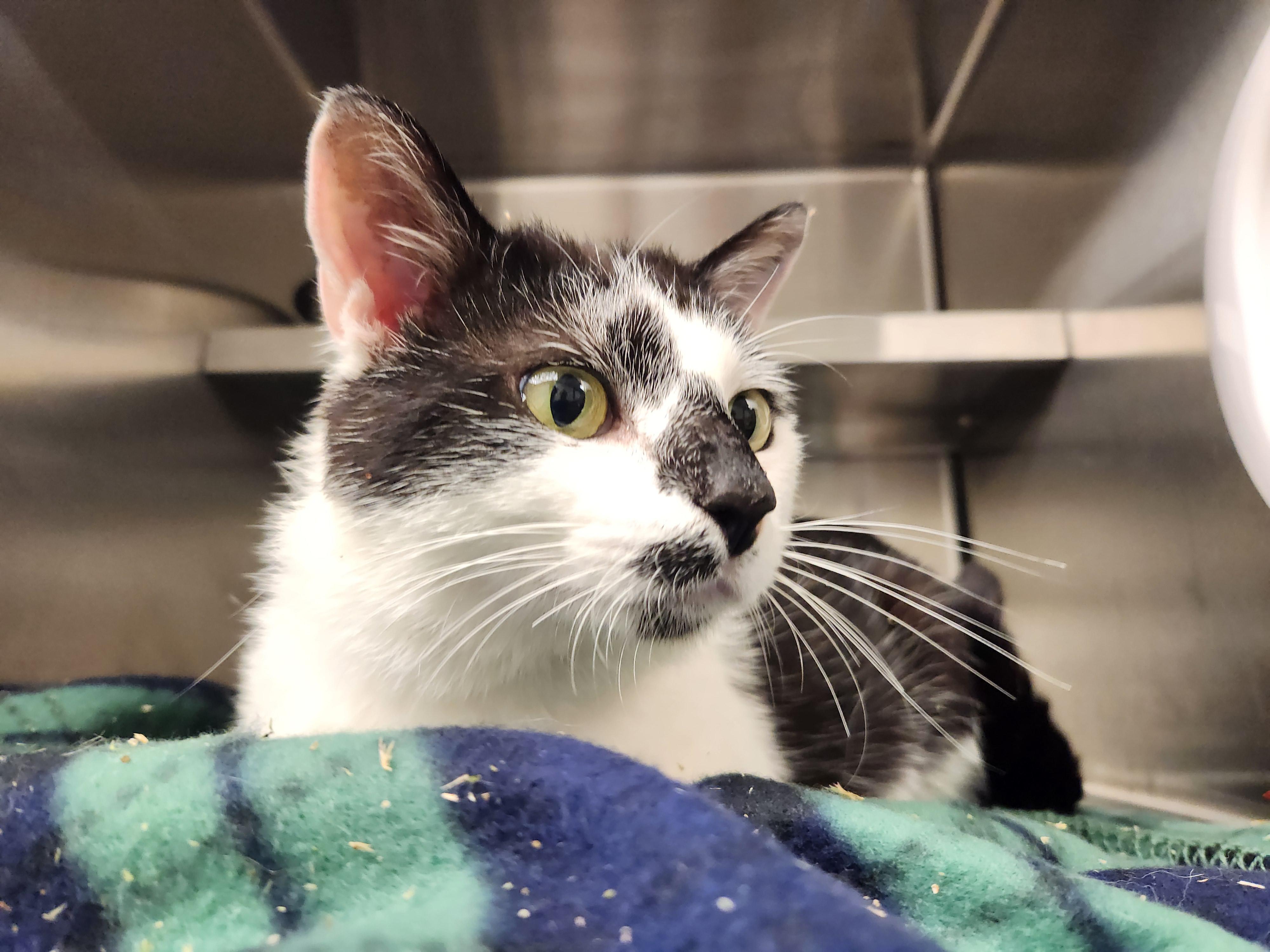 Enlarge Dragon Fruit, a Adoptable Domestic Short Hair in Liberty, MO image 3/3