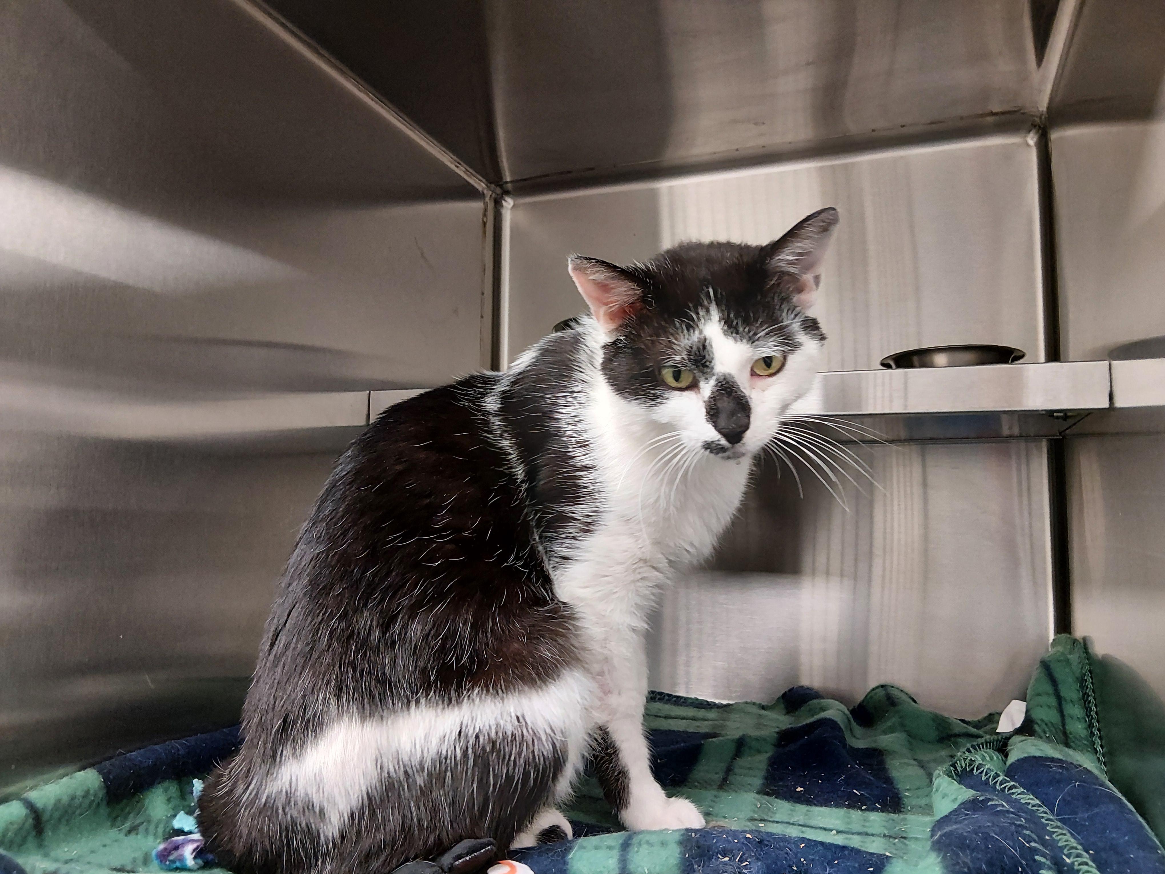 Enlarge Dragon Fruit, a Adoptable Domestic Short Hair in Liberty, MO image 2/3