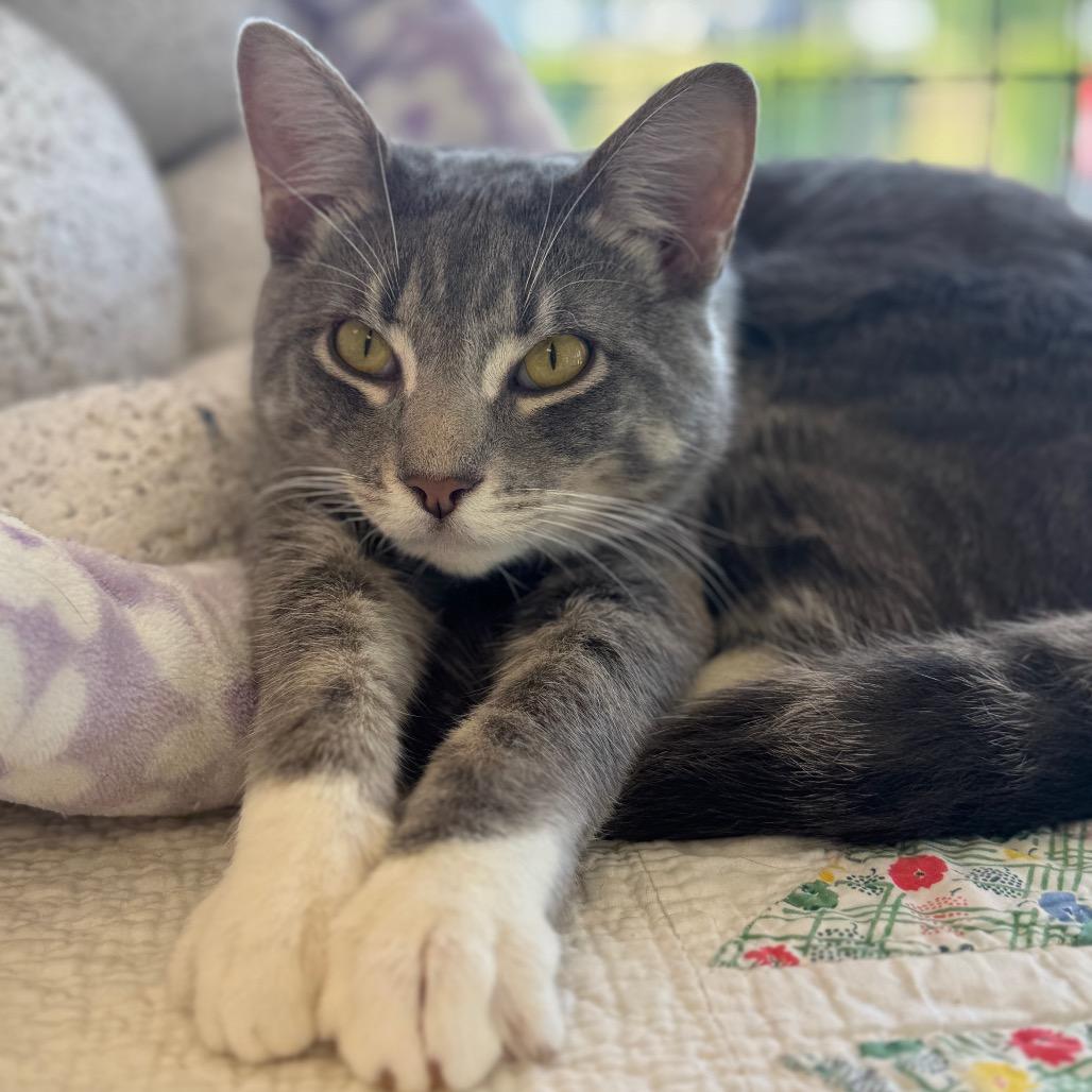 Link, Adoptable, Adult Male Domestic Short Hair.