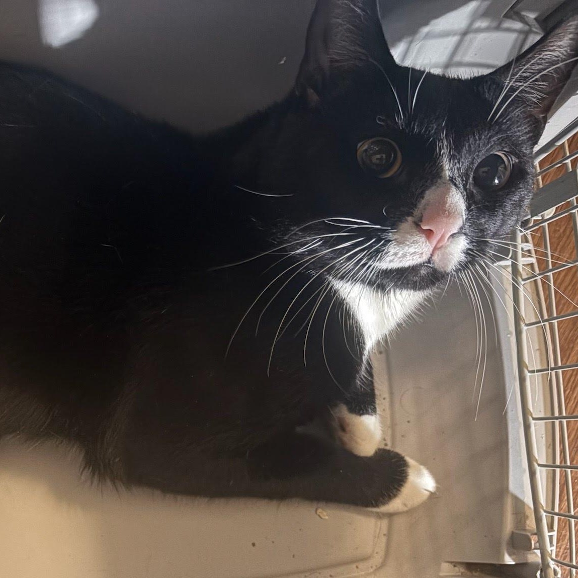 Enlarge Papa Coming In , a ADOPTABLE Domestic Short Hair in Clifton, NJ image 1/1