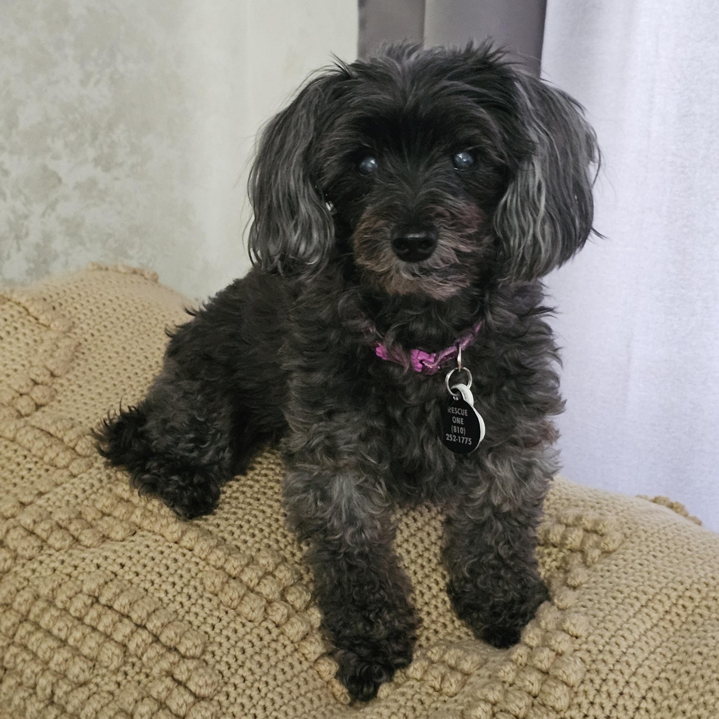 MOLLY, an adopted mixed breed in Fenton, MI image 4/6