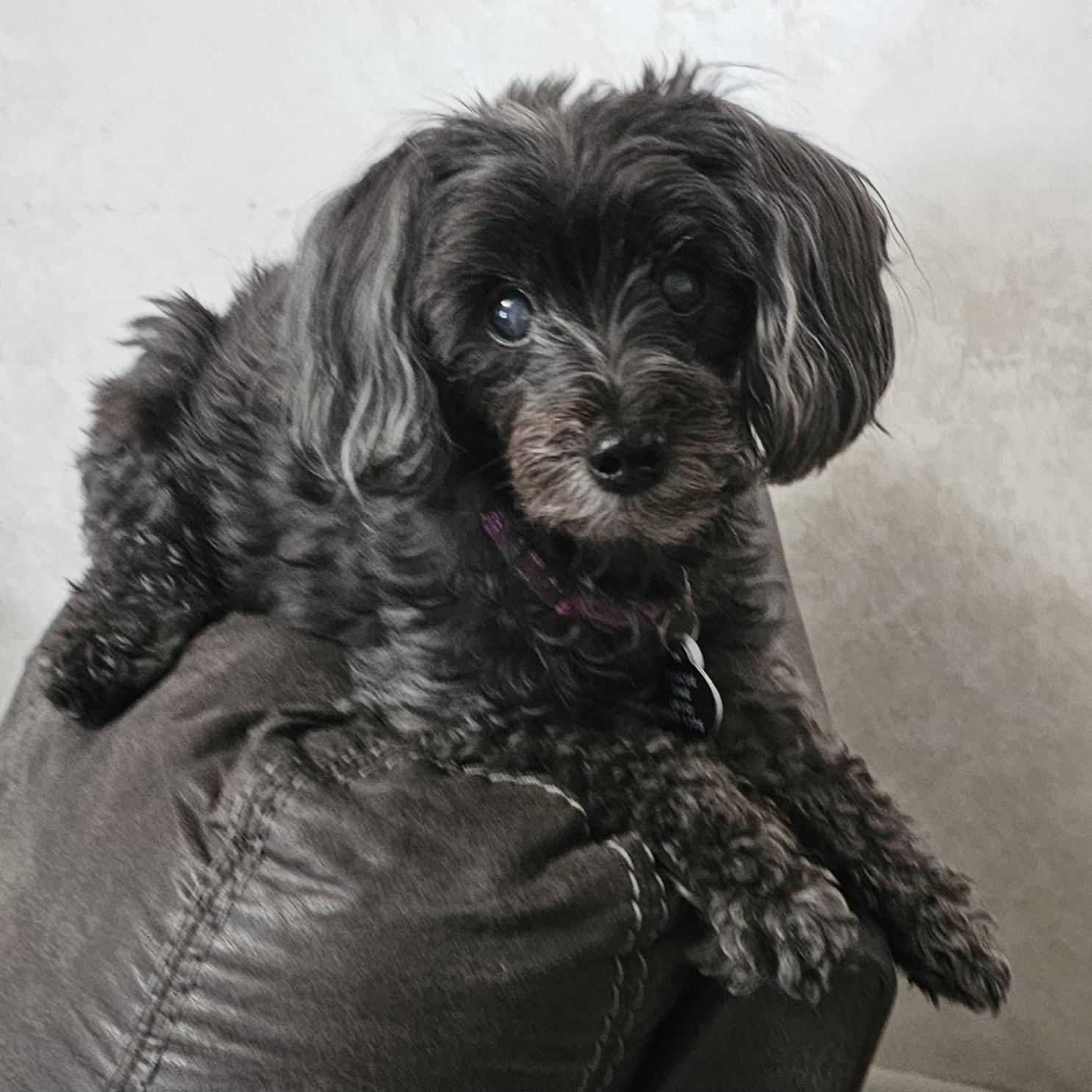 MOLLY, adopted, Senior Female Poodle (Toy) & Yorkie Poo.