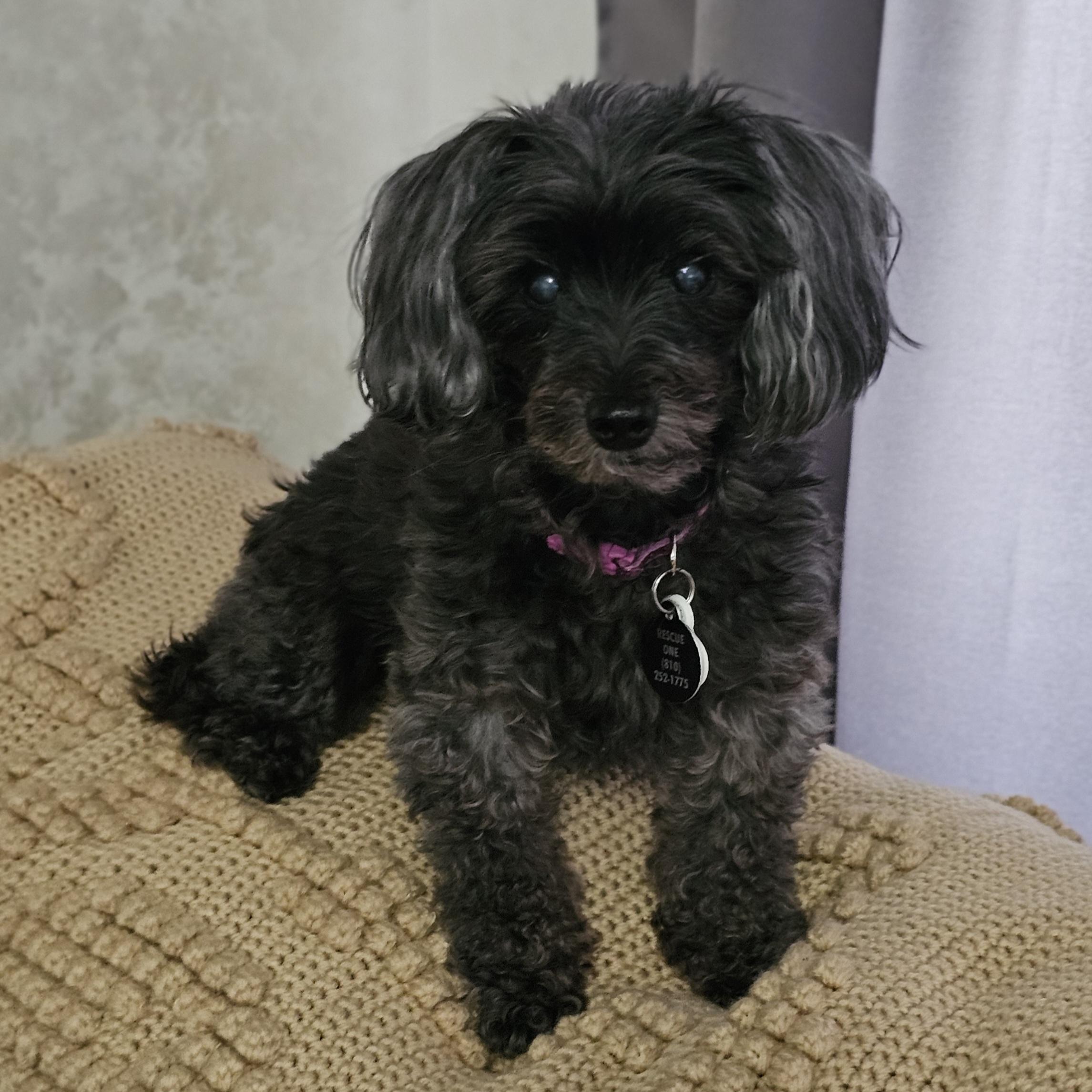 MOLLY, an adopted mixed breed in Fenton, MI image 6/6