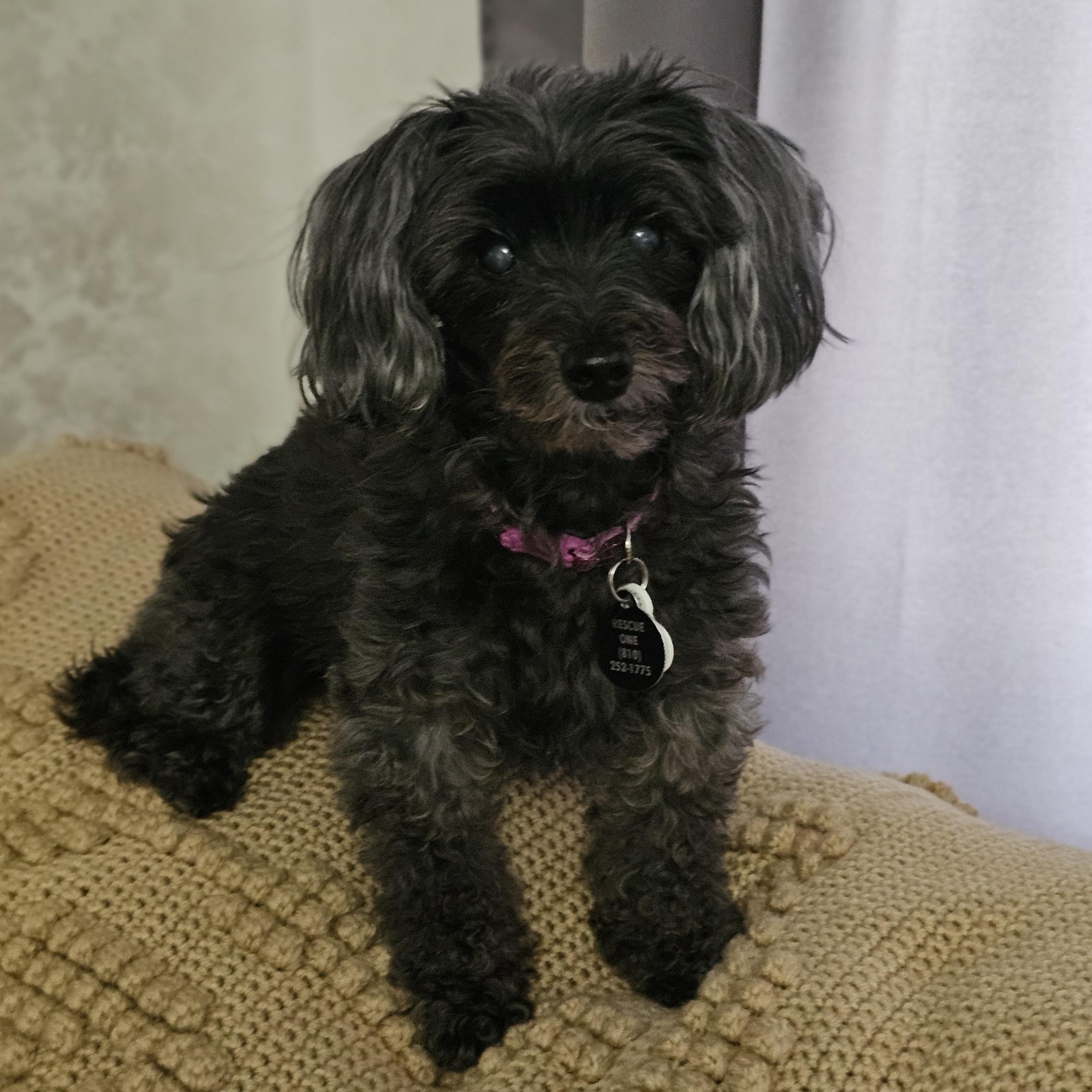 MOLLY, an adopted mixed breed in Fenton, MI image 2/6