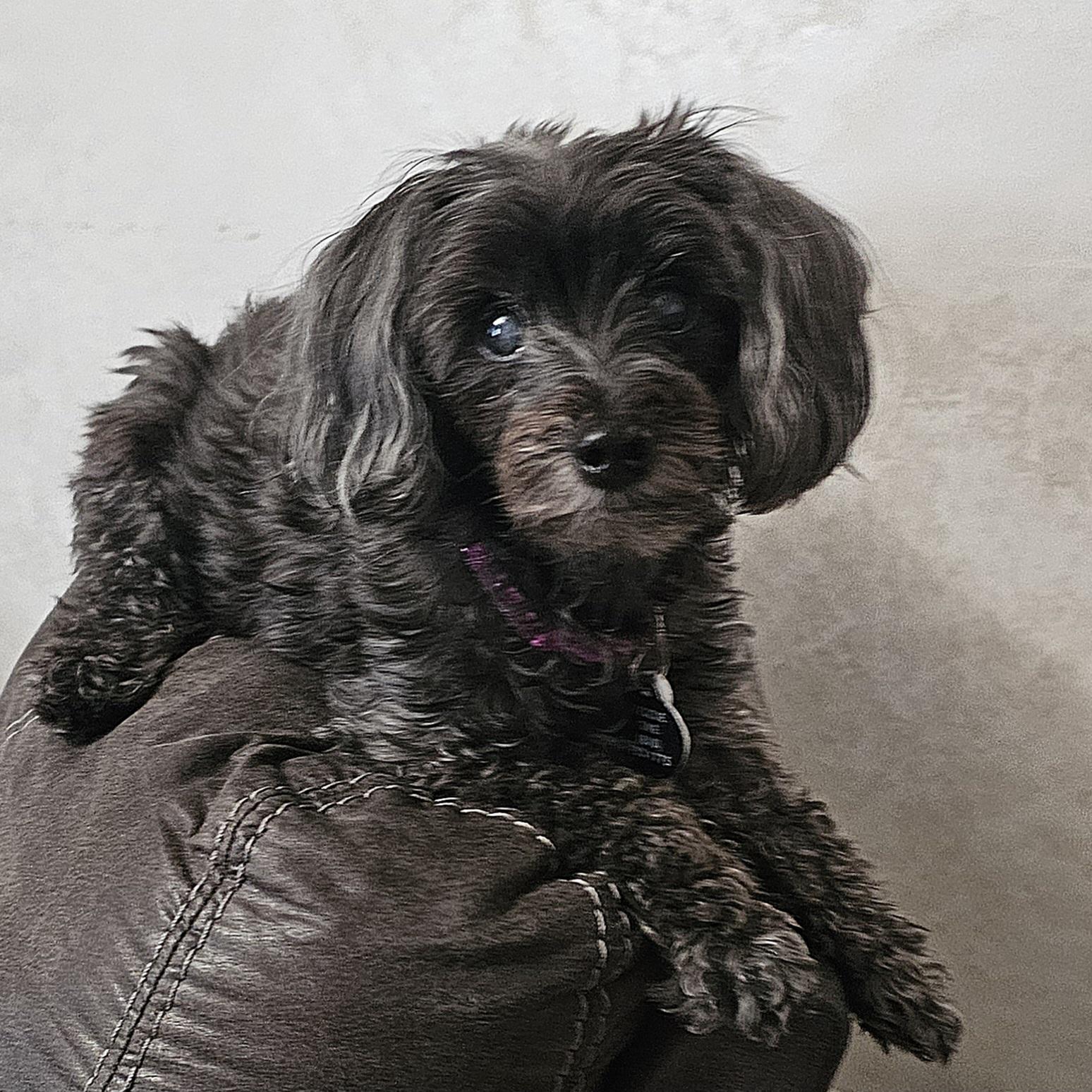 MOLLY, an adopted mixed breed in Fenton, MI image 5/6