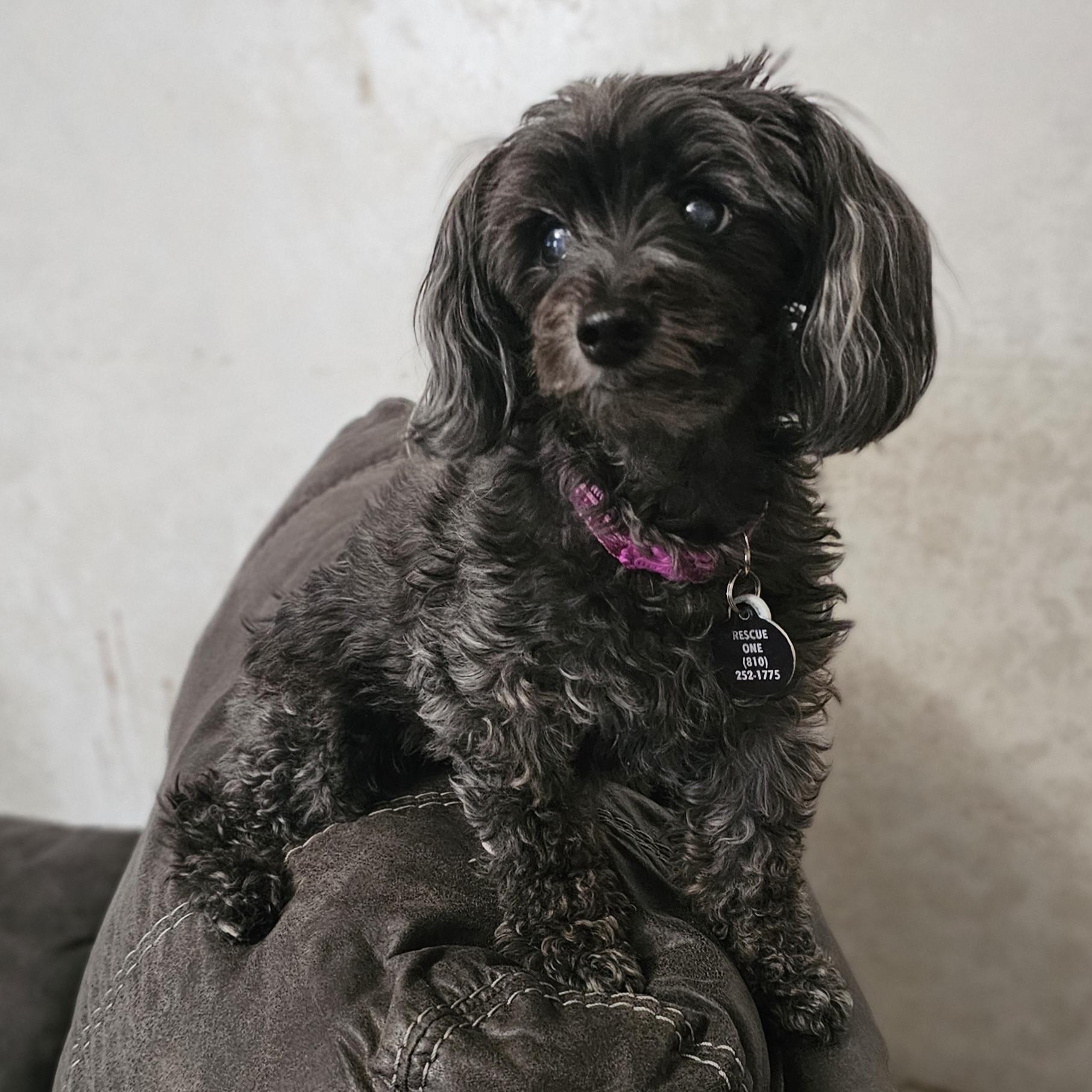 MOLLY, an adopted mixed breed in Fenton, MI image 3/6
