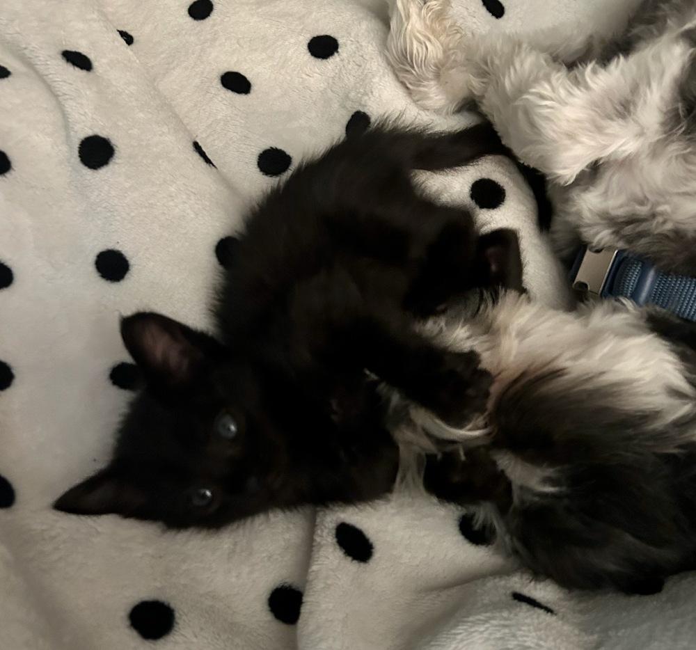 Crop Top, Adoptable, Kitten Female Domestic Short Hair.