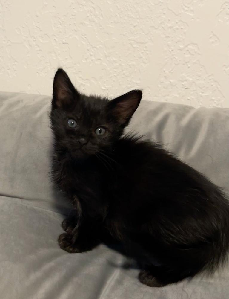 Enlarge Crop Top, a Adoptable mixed breed in Pacifica, CA image 2/6