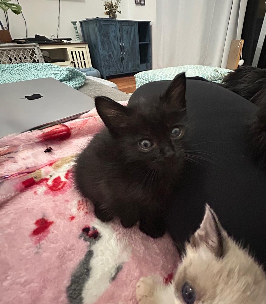 Enlarge Crop Top, a Adoptable mixed breed in Pacifica, CA image 3/6