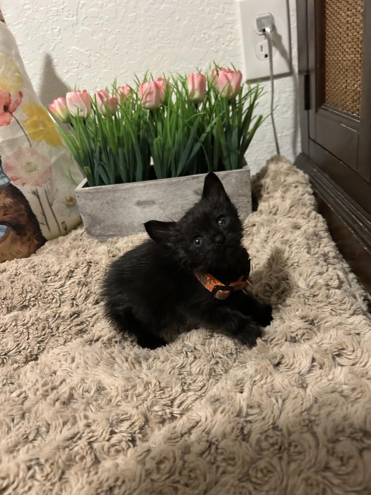 Enlarge Crop Top, a Adoptable mixed breed in Pacifica, CA image 4/6