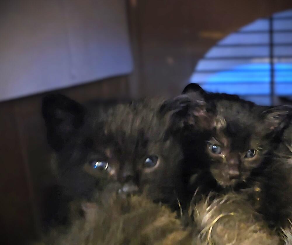 Enlarge Crop Top, a Adoptable mixed breed in Pacifica, CA image 5/6