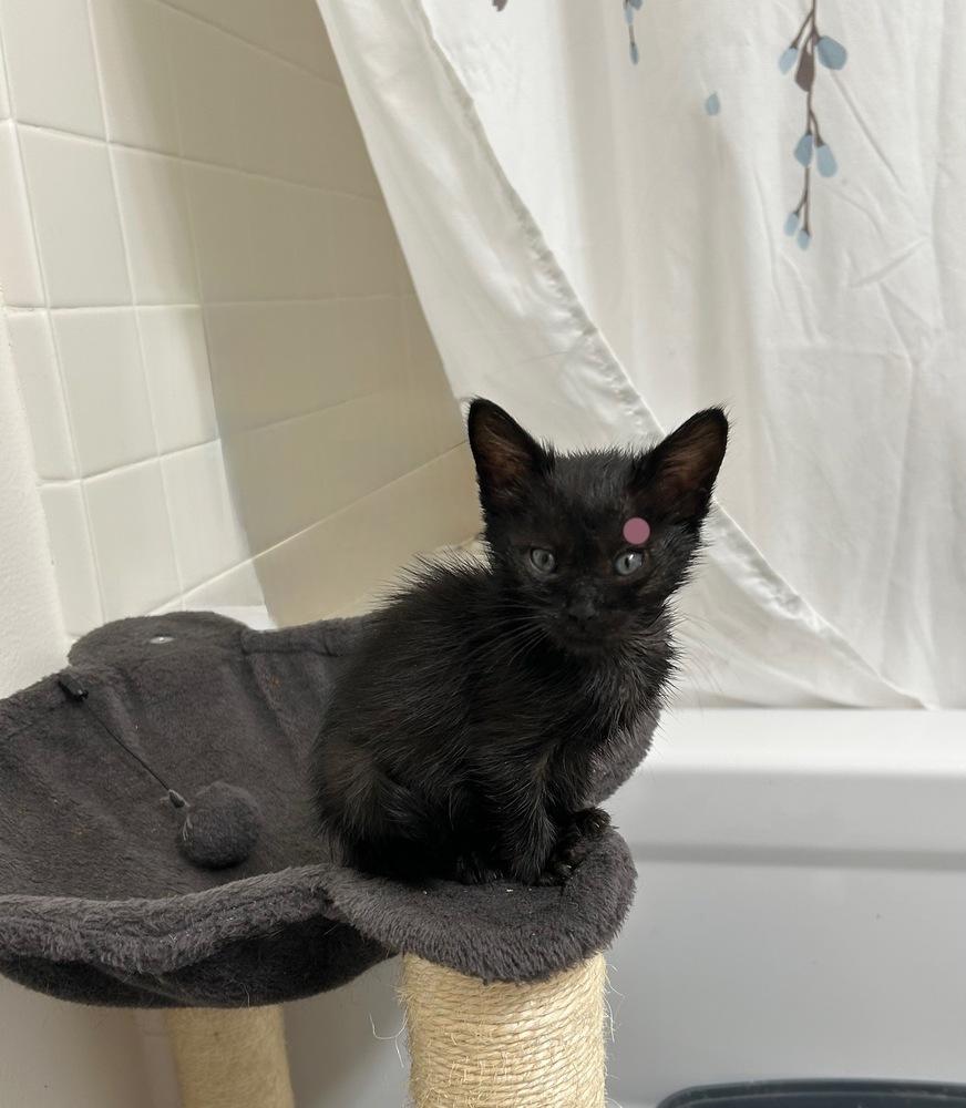 Enlarge Crop Top, a Adoptable mixed breed in Pacifica, CA image 6/6