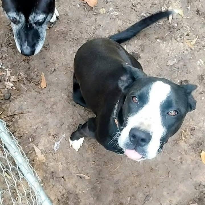 Jelly, a ADOPTABLE mixed breed in Carson, MS image 2/3