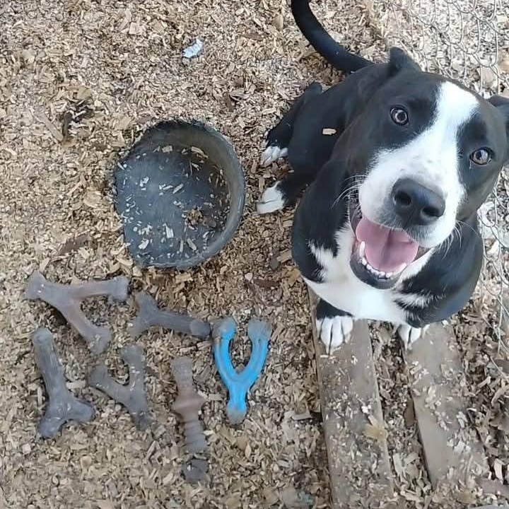 Jelly, a ADOPTABLE mixed breed in Carson, MS image 3/3