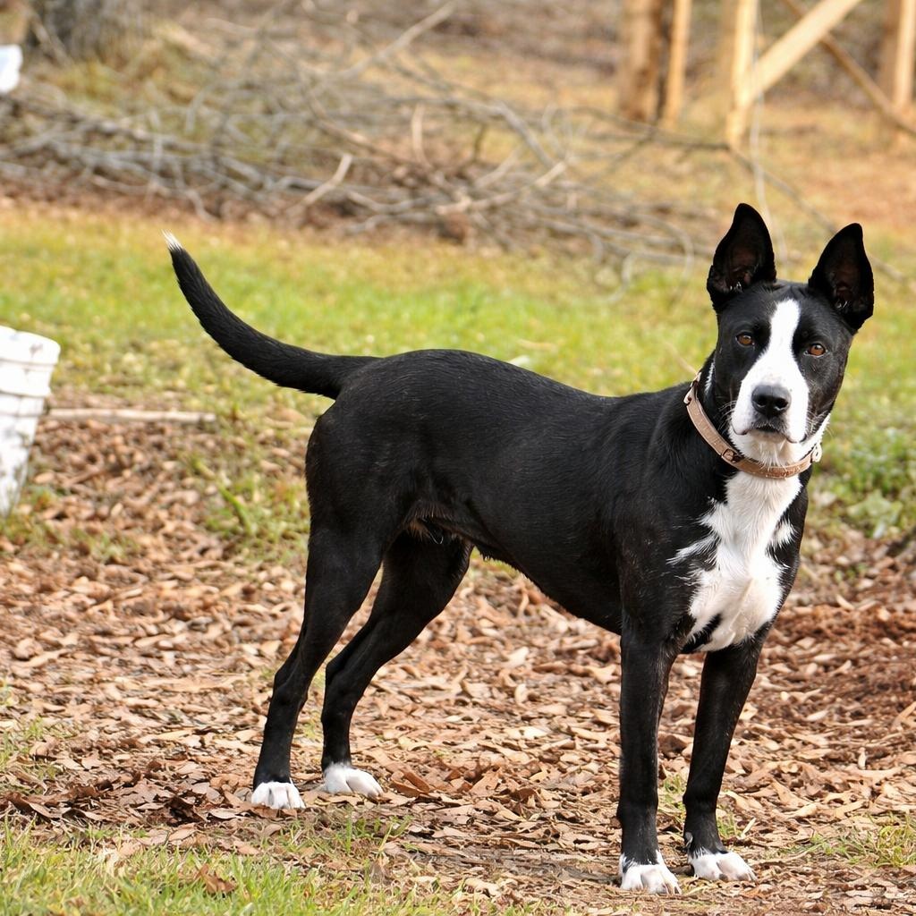 Jelly, ADOPTABLE, Young Female Belgian Shepherd / Malinois & Pit Bull Terrier.