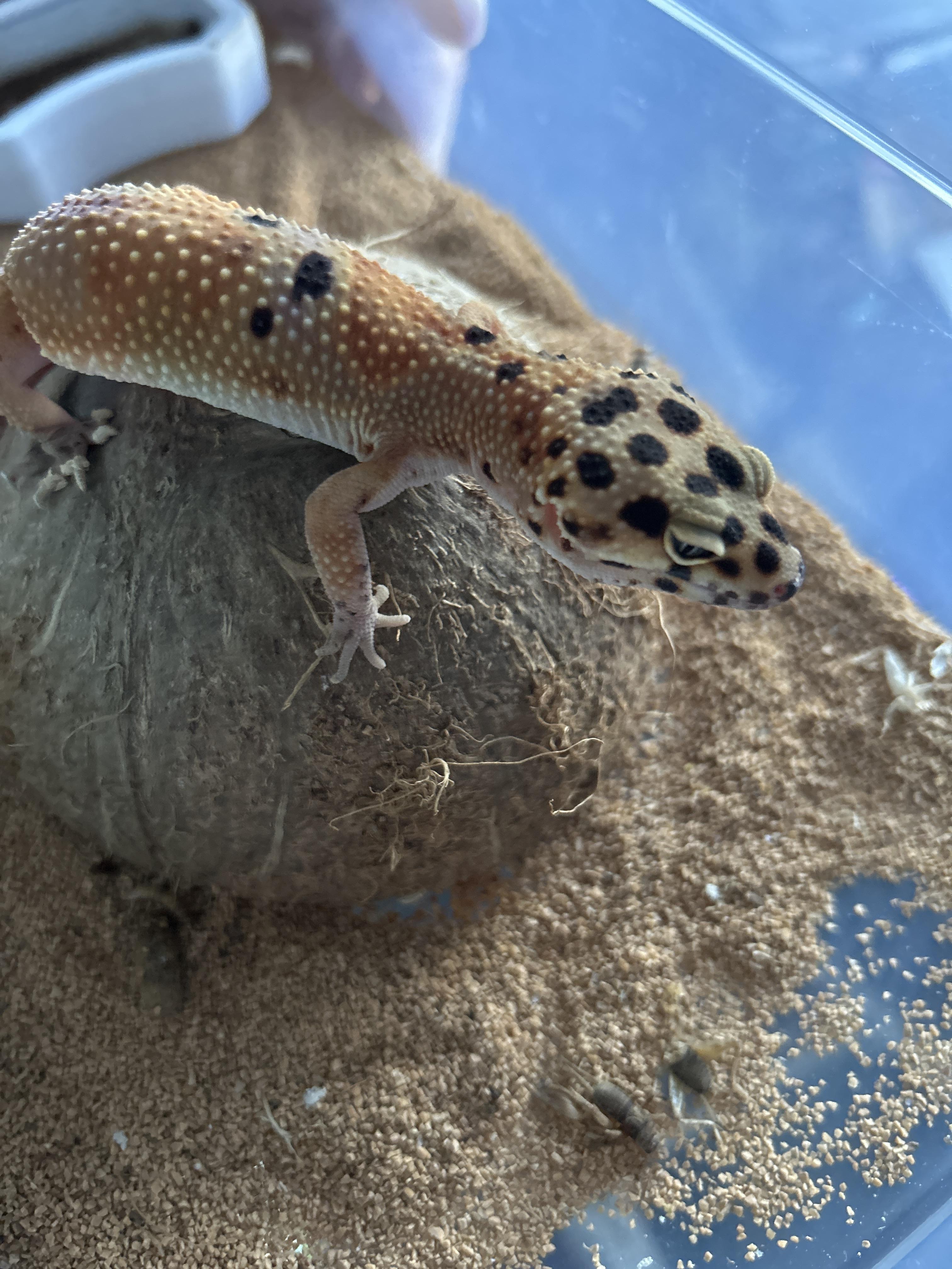 Leopard Gecko 2 photo 2
