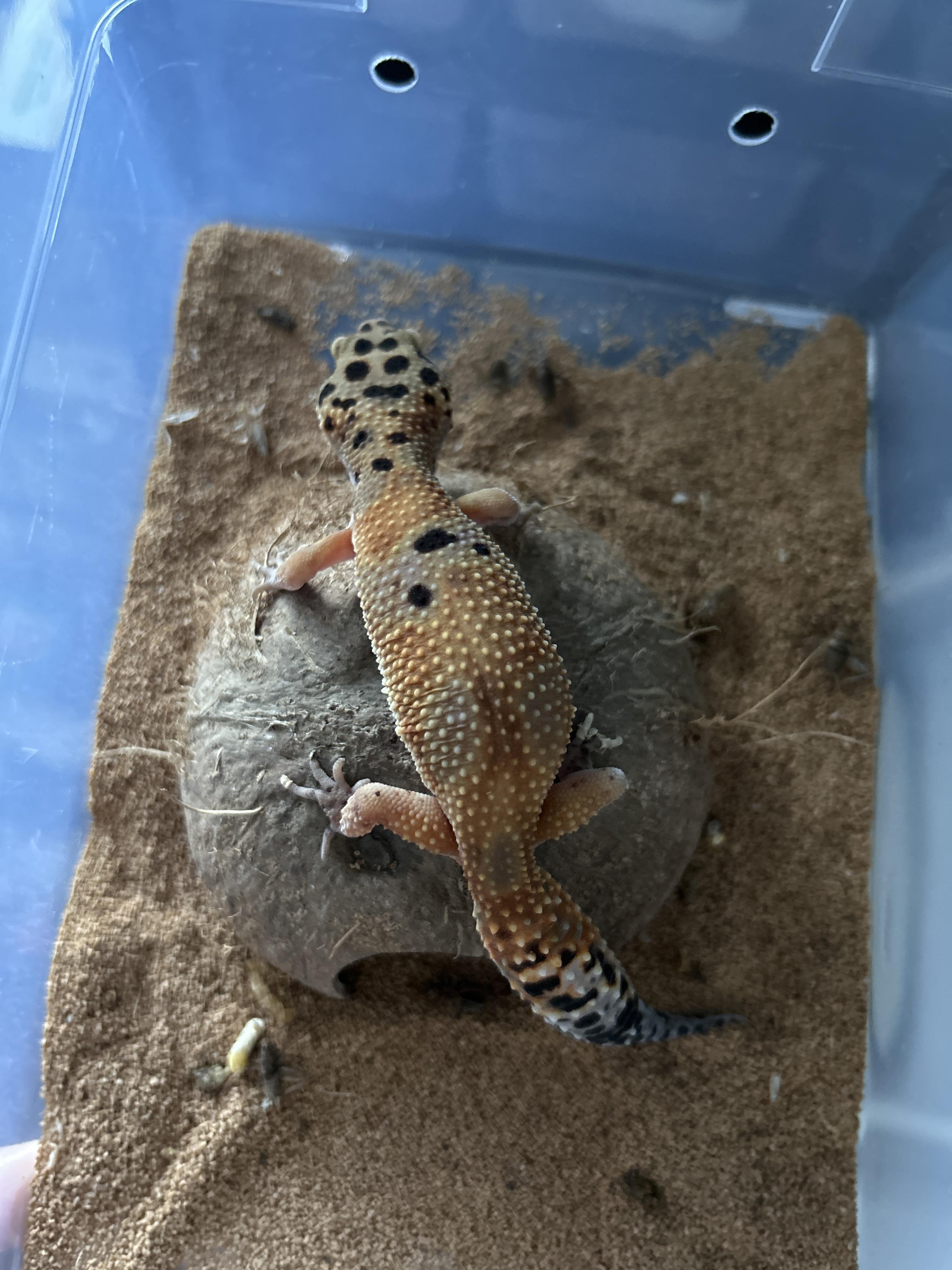 Leopard Gecko 2