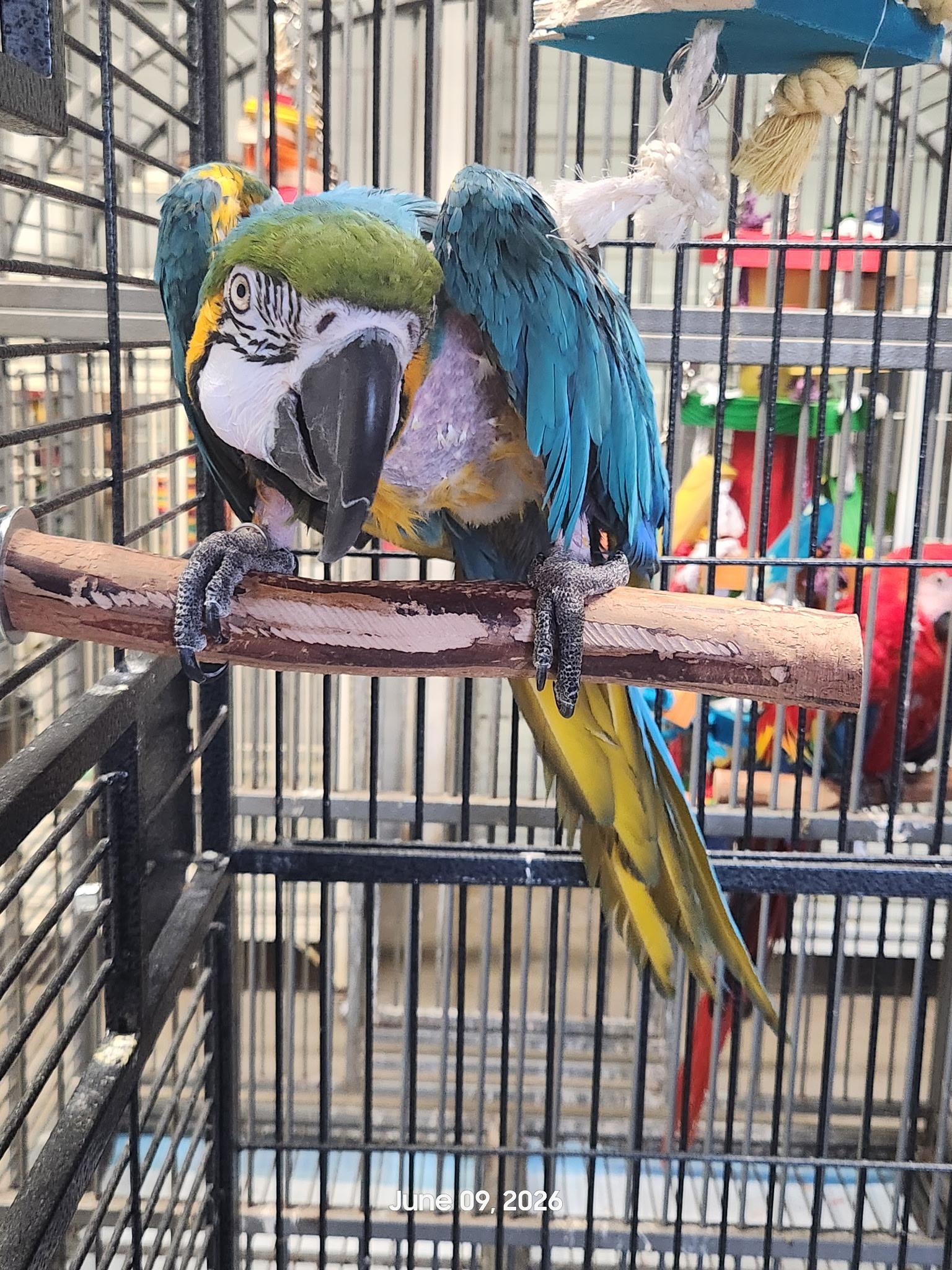 Kokomo, Adoptable, Adult Male Macaw.