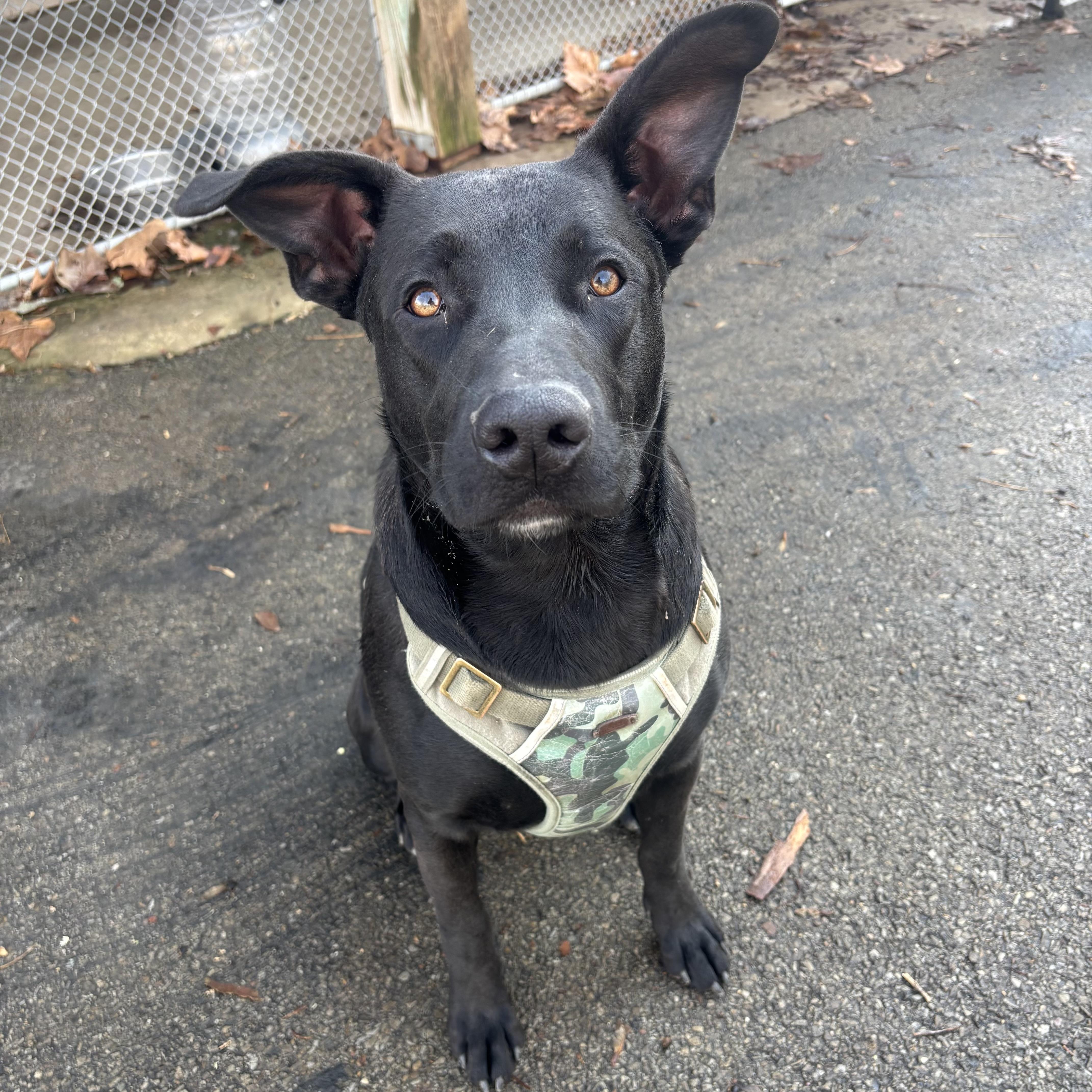 Rocz, a Adoptable mixed breed in Waynesburg, PA image 3/6