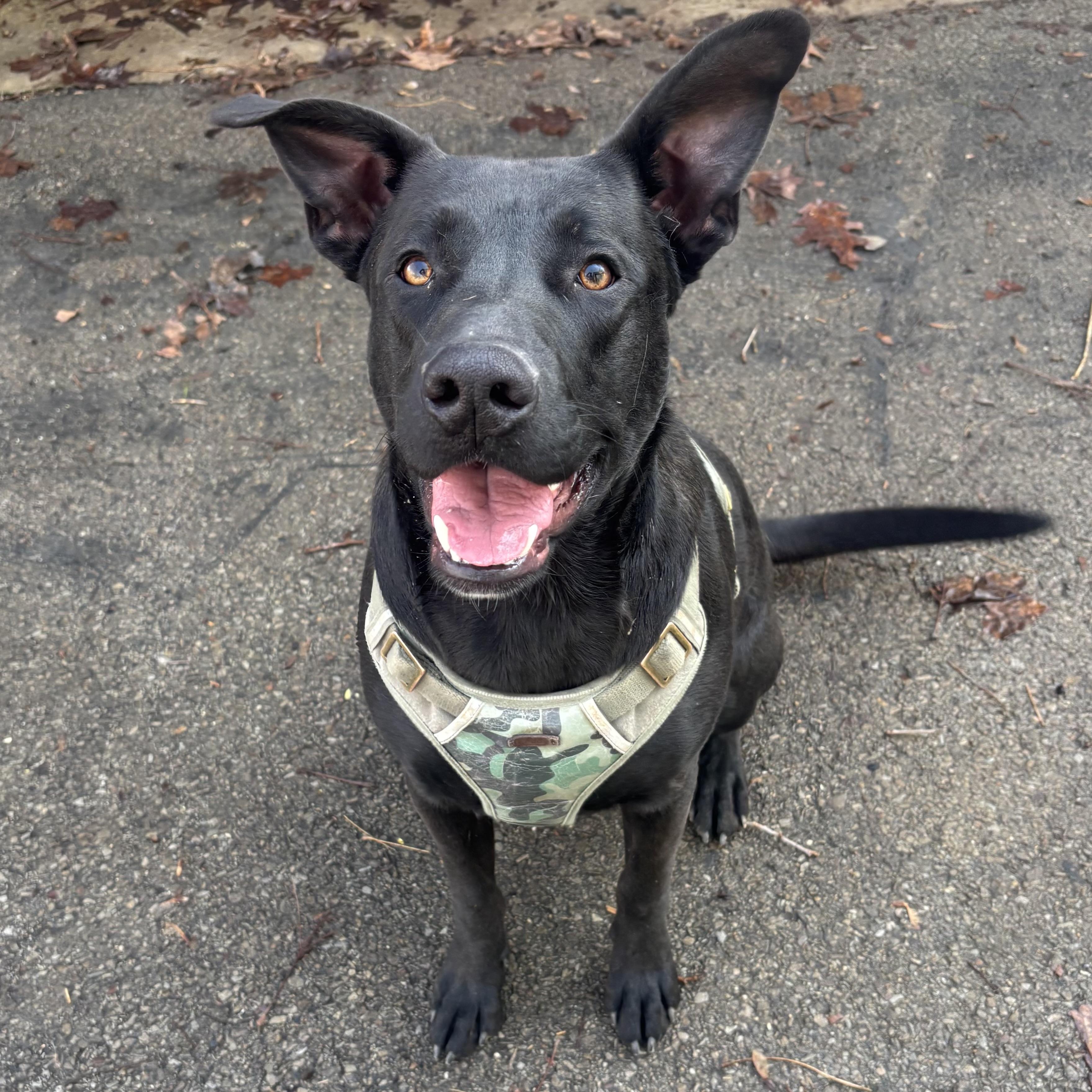 Rocz, a Adoptable mixed breed in Waynesburg, PA image 1/6