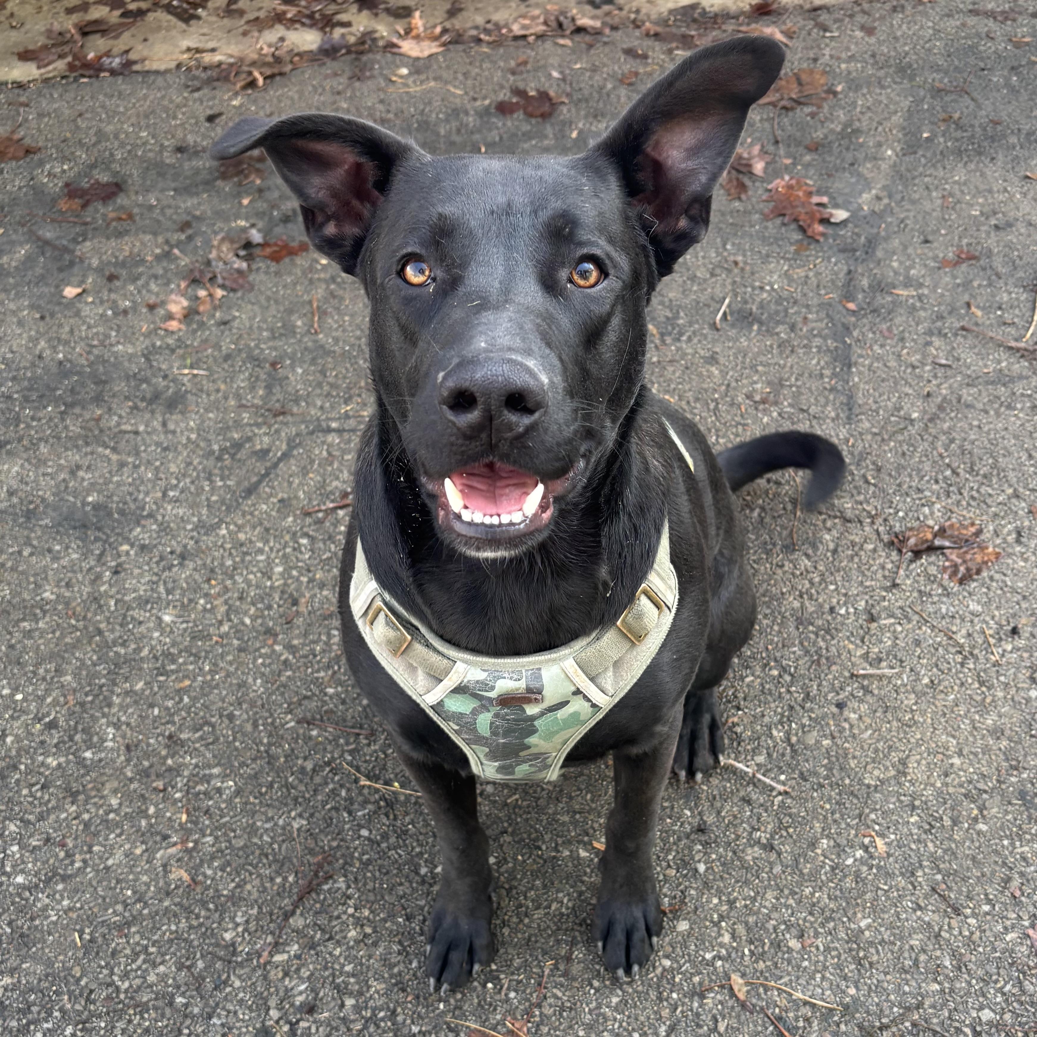 Rocz, a Adoptable mixed breed in Waynesburg, PA image 2/6