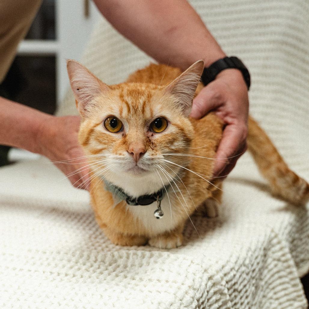 Enlarge Zeus, a Adoptable Domestic Short Hair in Mocksville, NC image 1/3