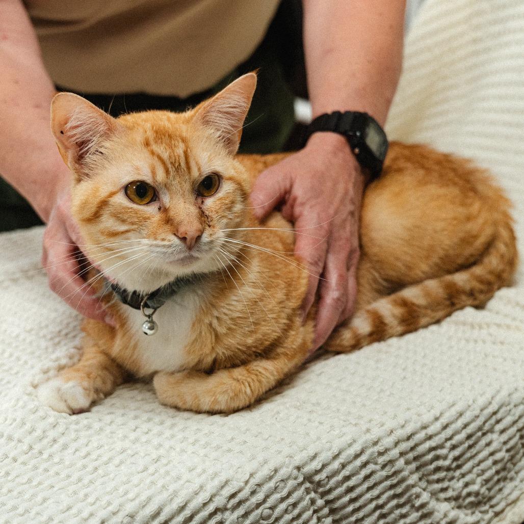 Enlarge Zeus, a Adoptable Domestic Short Hair in Mocksville, NC image 2/3