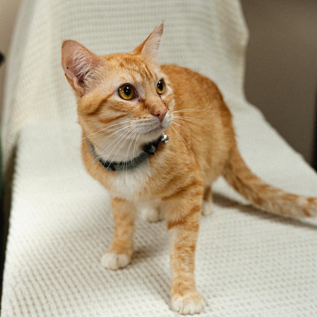 Enlarge Zeus, a Adoptable Domestic Short Hair in Mocksville, NC image 3/3