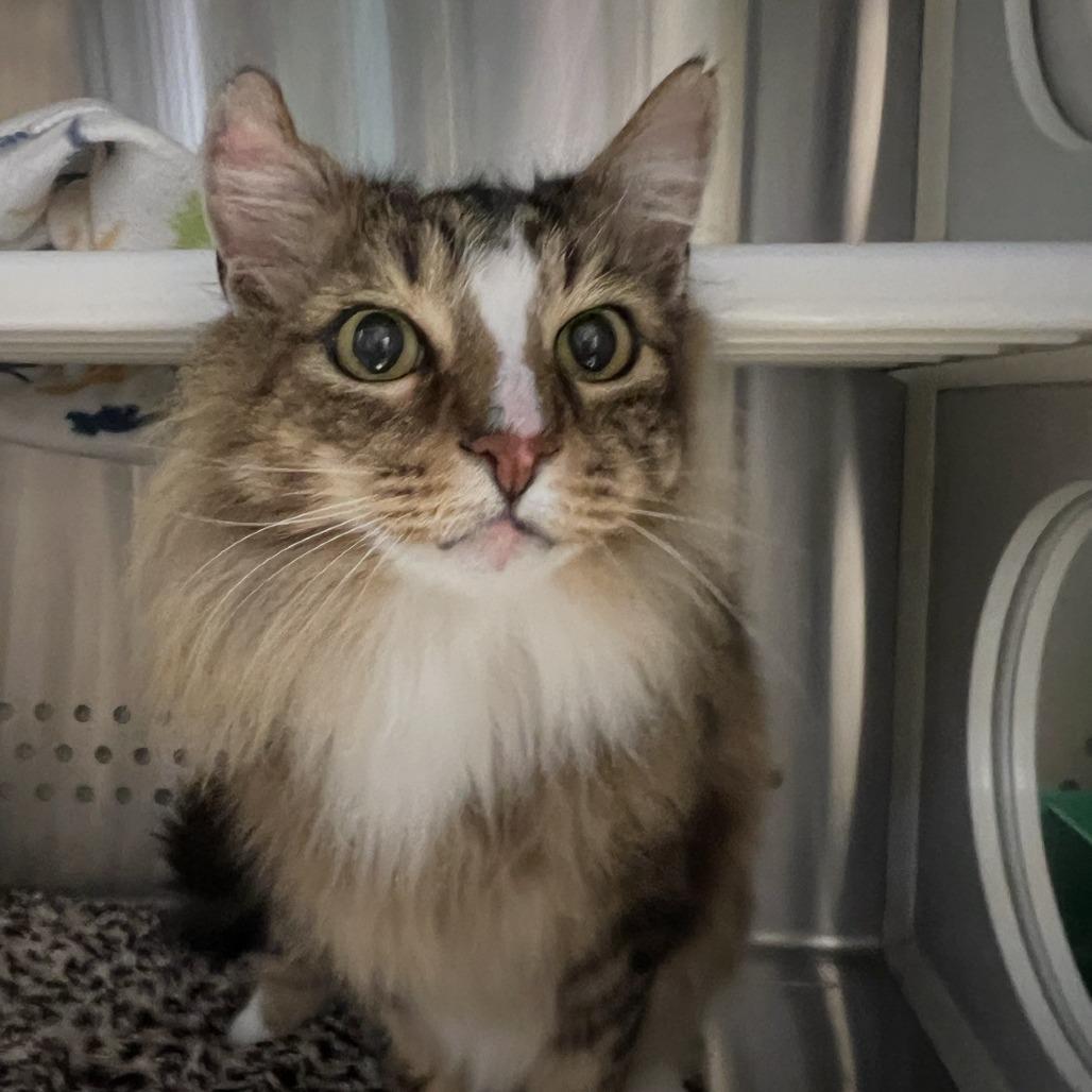 Boots, Adoptable, Senior Male Domestic Long Hair.