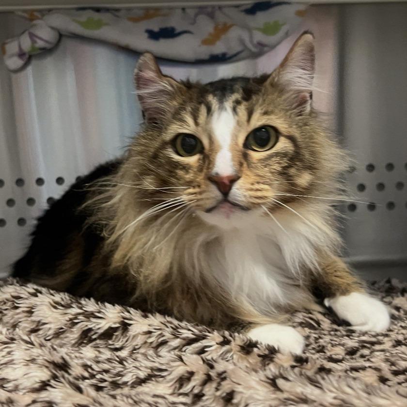 Enlarge Boots, a Adoptable Domestic Long Hair in Port Townsend, WA image 2/2