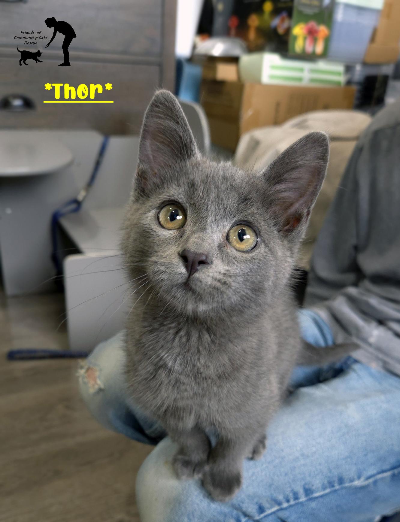 Thor, ADOPTABLE, Young Male Domestic Short Hair.
