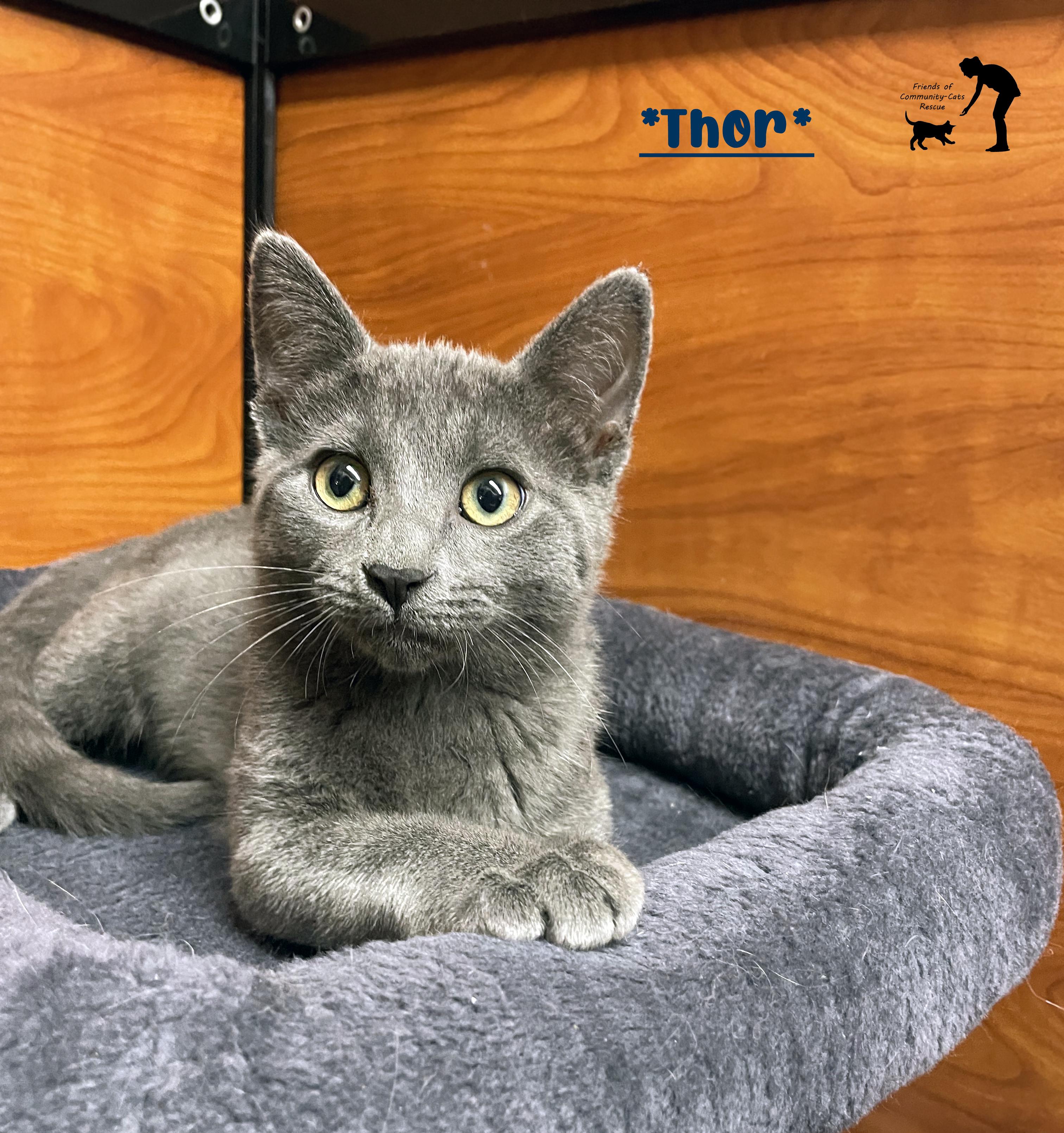 Thor, ADOPTABLE, Young Male Domestic Short Hair.